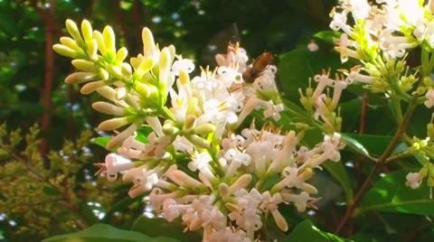 Flying Insect on Flower Stock Footage 53281085