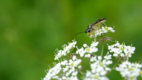 Flying insect on a flower Stock Footage 74166923
