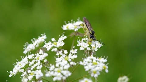 Flying insect on a flower Stock Footage 74167317