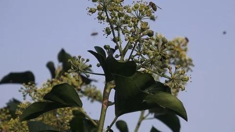 Flying Insect on flower Stock Footage 97213312