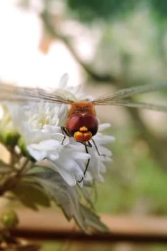 Flying Insect on Flower Stock Photos