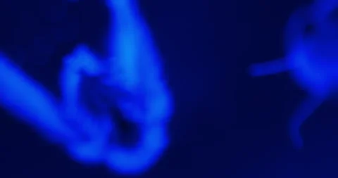 Flying Insect Illuminated in Blue Under Microscope Magnification Stock Footage 294263186