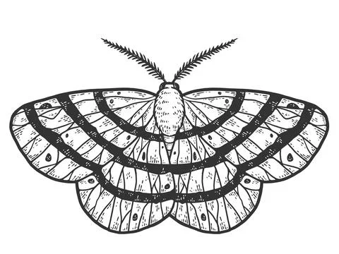 Flying insect, moth. Sketch scratch board imitation. Black and white. Stock Illustration