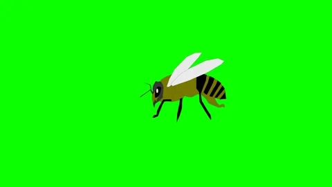 Flying insect or wild green yellow bee, honey bee, forest bee, striped bee, Stock Footage 285951375