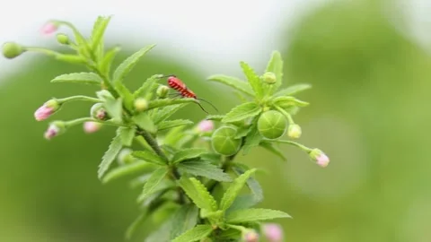 Flying insect perching on a flower Stock-Footage 168043433
