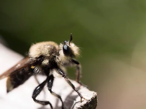 Flying Insect 写真素材