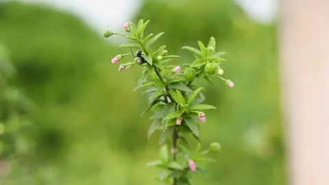 Flying Insect standing on a dangling flower Stock Footage 168043334