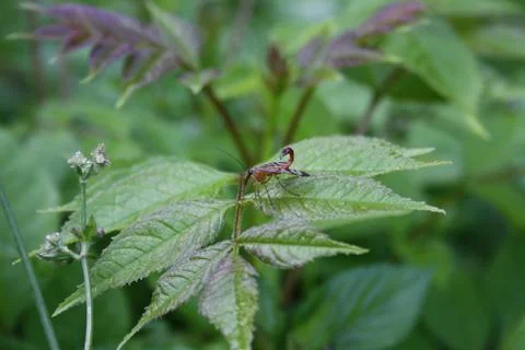 At a flying insect a tail as at a scorpion Stock Photos