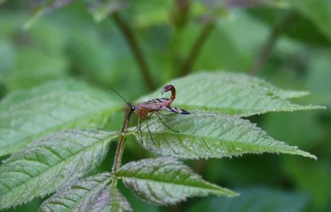 At a flying insect a tail as at a scorpion Stock Photos