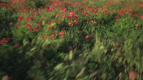 Flying like an insect through a field full of poppies in spring Stock Footage 128467579