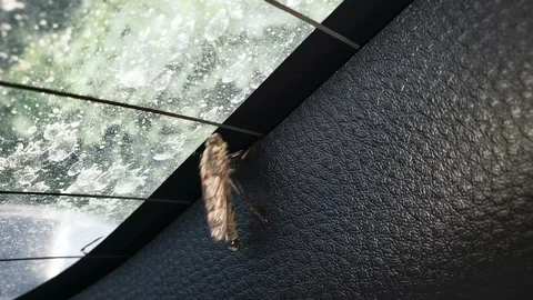 Flying insect under glass trying to get out, wildlife organism, entomology 動画素材 119034192