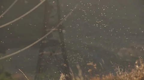 Flying insects 02.mp4 Stock Footage 1505646