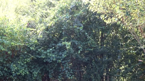Flying insects against thick foliage, 4K Stock Footage 158640356