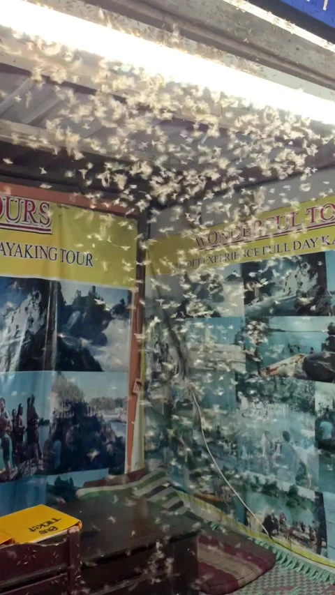 Flying insects around a light in Don Det island Video stock 343157775