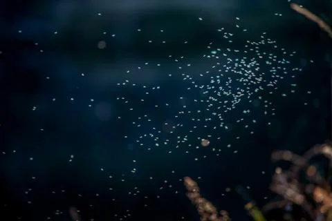 Flying insects on dark river background. Stock Photos