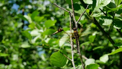 The flying insects Video stock 117338449