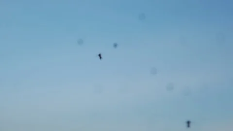 Flying insects in front of the camera in slow motion. Stock Footage 82840709