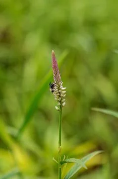 Flying insects to the grass Stock Photos