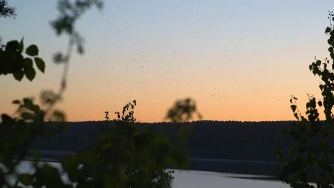 Flying insects in nature at sky Видео 77362426