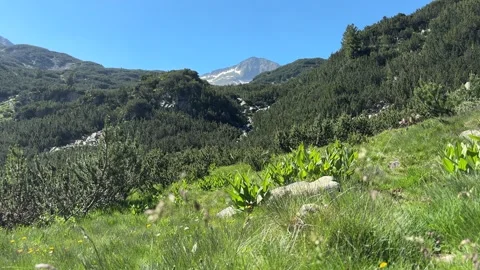 Flying Insects Over Mountain Meadow in Pirin, Bulgaria Stock Footage 315447932