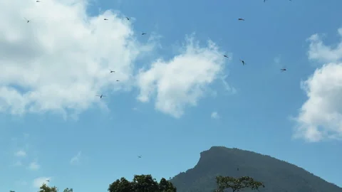 Flying insects over sky at My Son Sanctuary Vietnam Vidéo 334558537