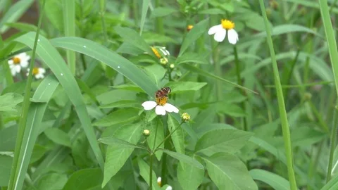 Flying insects over small white flowers Stock Footage 113727161