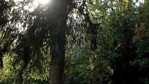 Flying insects in sunlight, forest atmosphere, 4K 動画素材 320157345
