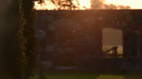 Flying insects on sunset Stock Footage 60675401