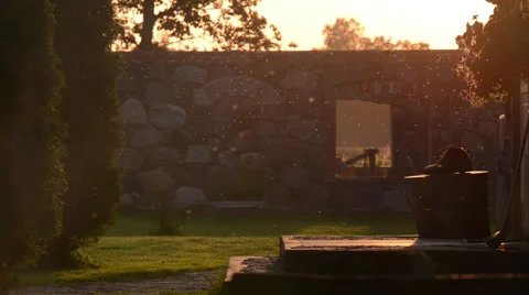 Flying insects on sunset Stock Footage 60675509