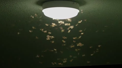 Flying Insects Swarming Around a Light. Stock Footage 311524530