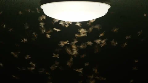 Flying Insects Swarming Around a Light. Stock Footage 311524550