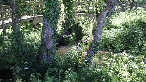 Flying insects swarming over a forest river on a hot sunny day Video stock 336520991