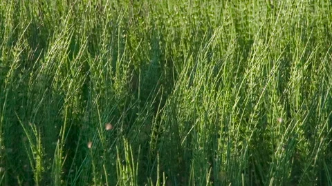 Flying Insects Swarming Over Marsh Vegetation HD Pro Vidéo 330717079
