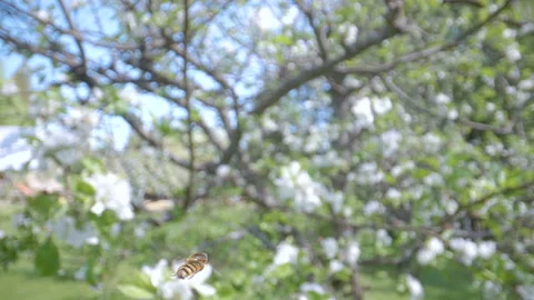 The flying insects on the yard garden Stock Footage 138431546
