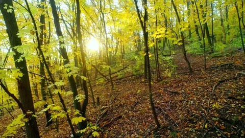 Flying inside the Autumn woods with Early morning sun faintly illuminating Stock Footage 99782883