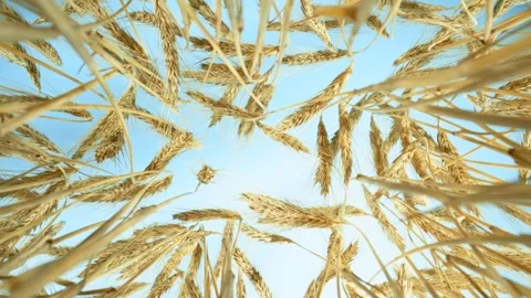 Flying inside Barley Grains with Blue Sky. Stock Footage 304493978