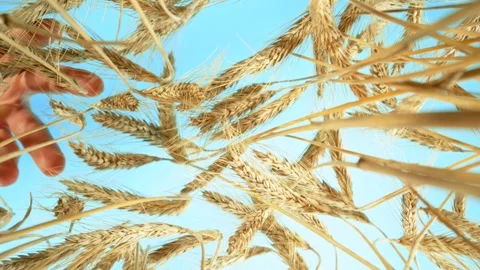 Flying inside Barley Grains with Man's Hand Above. Stock Footage 280557499
