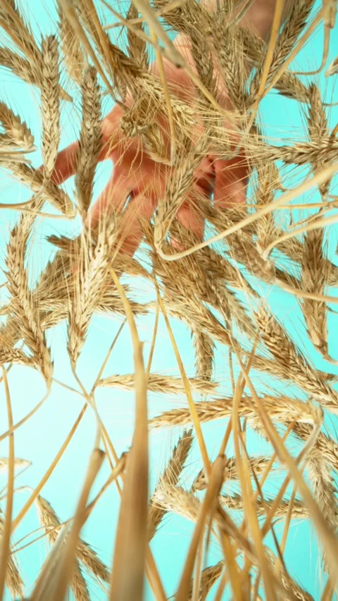 Flying inside Barley Grains with Man's Hand Above. Stock Footage 308706054
