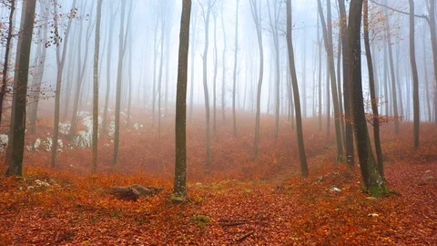 Flying inside fall foggy beech forest Vídeo Stock 120426477