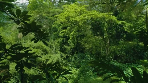 Flying inside forest 1 Stock-Footage 288235767