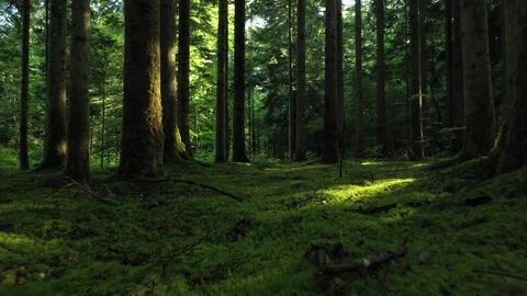 Flying inside magic green mossy wood landscape Video stock 337570078