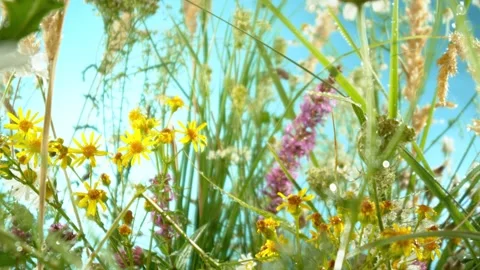Flying inside Meadow Flowers with Blue Sky. Camera in Motion. Stock Footage 304519868