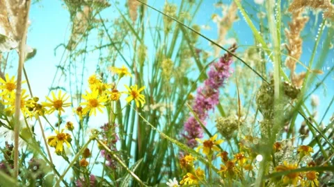 Flying inside Meadow Flowers with Blue Sky. Stock Footage 310952204