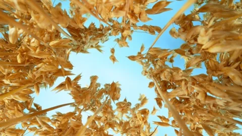 Flying inside Oat Grains with Blue Sky. Stock Footage 280557509