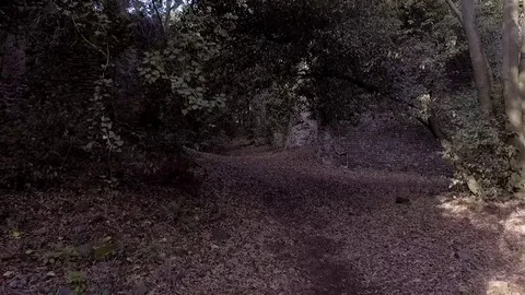 Flying inside woods Stock-Footage 71127594