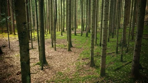 Flying inside woods through big conifer trees 動画素材 229845219