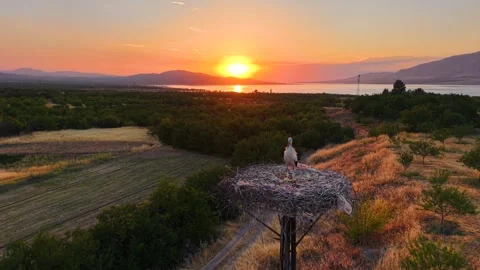 Flying Just Above a White Stork Toward a River at Sunset Stock-Footage 340384813
