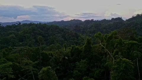 Flying just over the canopy of a tropical forest: detailed view of trees Stock Footage 234935009