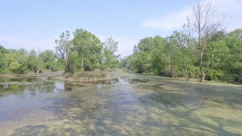 Flying Karacabey Longoz Forests V1 Stock Footage 89929114