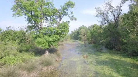 Flying Karacabey Longoz Forests V2 Stock Footage 89929131